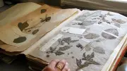 Herbier du XVIe siècle menacé par des insectes à Montpellier