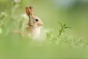 Hérault : mobilisation générale contre la prolifération des lapins de garenne