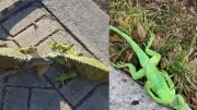 Iguanes gelés tombent des arbres en Floride : 3 000 déjà récupérés