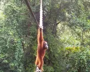 Indonésie : un orang-outan emprunte une passerelle pour la faune sauvage