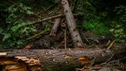 Italie : une femme meurt écrasée par un arbre lors d'une tempête