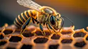 Ivresse et abeilles : un apiculteur libère ses essaims sur la police en Catalogne