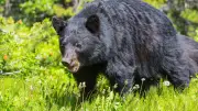 Japon : un touriste espagnol attaqué par un ours dans un village classé UNESCO