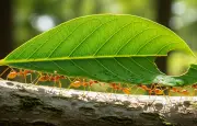 La force exceptionnelle des fourmis : entre lois physiques et organisation collective