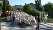 La Fête de la Transhumance Revient à Colombiers le 29 Mai