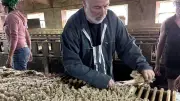 La laine des Grands Causses renaît, tissant une nouvelle économie circulaire en Aveyron
