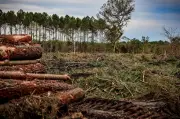 Landes : plainte déposée pour élucider l'arrivée du nématode du pin