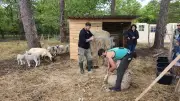 Lanton : la ferme pédagogique du Petit Pin organise une tonte de brebis pour l'inclusion