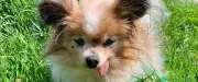 Lazare, chien de 30 ans, pourrait entrer au Guinness des records