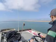 Le banc d'Arguin se disloque : un sanctuaire ornithologique en voie de disparition