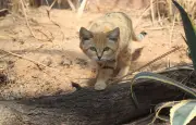 Le chat des sables : un félin au super-pouvoir auditif