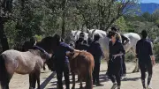 Le cheval, un puissant vecteur d'inclusion sociale dans l'Hérault