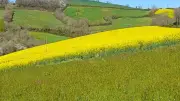 Le colza en fleurs illumine la campagne aveyronnaise de ses teintes dorées
