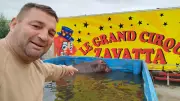 Le Grand Cirque Zavatta défie la justice à Mérignac malgré les plaintes