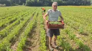 Le haricot fin de Bagnols renaît grâce à une jeune génération d'agriculteurs familiaux