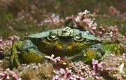 Le maërl, trésor rose des îles Chausey menacé par des pratiques de pêche destructrices