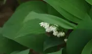 Le muguet en avance : les producteurs s'adaptent face au dérèglement climatique
