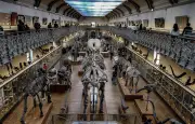 Le Muséum d'Histoire naturelle en péril : un patrimoine de 400 ans se dégrade