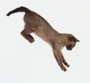 Le mystère du retournement du chat en chute libre enfin élucidé par la science