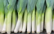 Le poireau, un légume aux multiples bienfaits nutritionnels méconnus