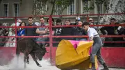 Le Printemps de l'Aficion à Nîmes : un avant-goût taurin avant la feria de Pentecôte