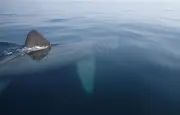 Le requin-pèlerin, géant inoffensif des mers, sous surveillance en Bretagne