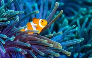 Le secret du poisson-clown : comment il vit en sécurité dans les anémones urticantes