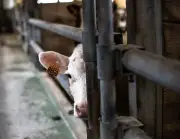 Les agriculteurs contraints de vendre leur bétail face à la flambée des prix