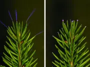 Les arbres émettent des décharges électriques pendant les orages, une découverte scientifique majeure