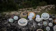 Les Bergers du Larzac : 30 ans de fromage célébrés par un livre