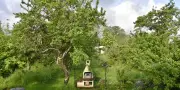 Les jardins privés, refuges cruciaux pour la biodiversité mais menacés
