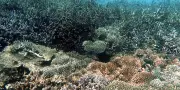 Les océans atteignent des températures record, une alerte pour le climat mondial