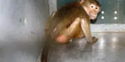 Les primates de laboratoire vivent dans des conditions inférieures à celles des zoos