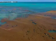 Les sargasses envahissent les Antilles : une saison record s'annonce avec 14 millions de tonnes d'algues