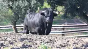 Les toros d'El Parralejo préparent la saison 2026 depuis leur élevage andalou