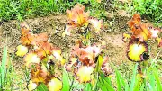 L'Iriseraie Bertrand dévoile 400 variétés d'iris pour une floraison spectaculaire