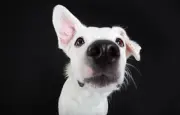 L'odorat exceptionnel du chien : 300 millions de récepteurs pour une détection infaillible
