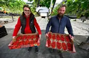 Lot-et-Garonne : 300 producteurs de fraises, 20 000 tonnes par an