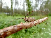 Lutte contre le nématode du pin : période chaude et opérations chirurgicales
