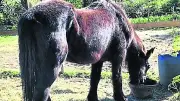 Manduel : appel urgent pour sauver Greta, jument de 35 ans après un accident mortel