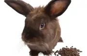 Manger ses excréments : une stratégie de survie chez les animaux
