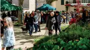 Marché aux plantes et saveurs ce dimanche à Rivières : plus de 35 exposants