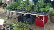 Marché aux plantes à Rivières : une foule au rendez-vous malgré l'orage