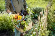 Marie Bonneville, gardienne des semences paysannes à La Brigue, cultive la biodiversité