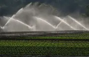 Marseille condamne un trafic de pesticides illégaux impliquant un grand maraîcher