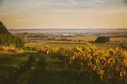 Monbazillac : 90 ans d’AOC en Dordogne, retour sur l’histoire du vignoble