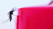 Montpellier : chercheurs démunis face aux moustiques résistants