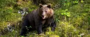 Motard tué par un ours en Roumanie après avoir ignoré un panneau