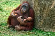 Naissance d'un orang-outan de Bornéo à Madrid : le public invité à choisir son prénom