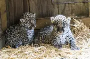 Naissance surprise de deux bébés jaguars au zoo de Pessac